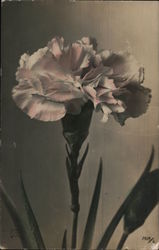Closeup of Carnation Postcard