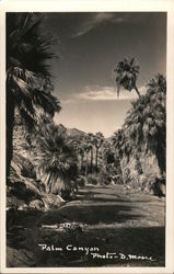 Palm Canyon Palm Springs, CA Postcard Postcard Postcard