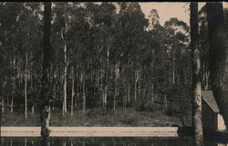 Eucalyptus Trees Postcard