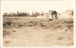 Roping a Calf Postcard