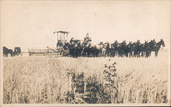 Threshing Wheat, Team of Horses Postcard