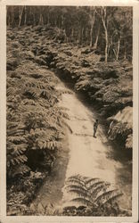 Road Surrounded by Ferns Postcard