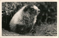 Alaska Hoary Marmot Postcard Postcard Postcard