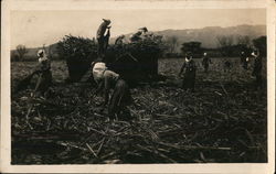 Harvesting Sugar Cane Postcard