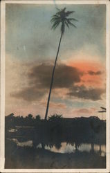 Single Tall Palm Tree, Tinted Photo Postcard