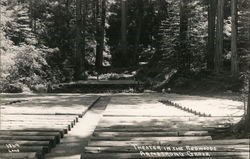 Theater in the Redwoods, Armstrong Grove Postcard