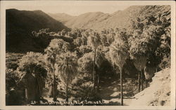 Palm Canyon near Palm Springs, Cali. Postcard