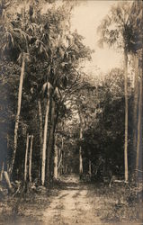Dirt Road Surrounded by Palms Landscapes Postcard Postcard Postcard