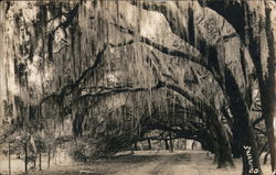 Moss Covered Trees Arched Over Road Postcard