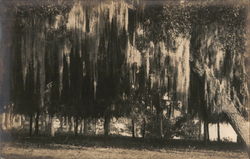 Trees With Hanging Moss Postcard