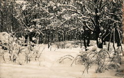 Winter Woods Snow Scene Landscapes Postcard Postcard Postcard