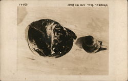 Weddell Seal and Her Baby Antarctica Postcard Postcard Postcard