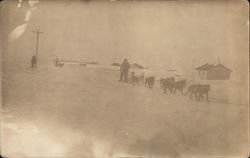 Sled Dogs Postcard