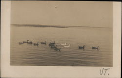 Ducks on the Lake Postcard