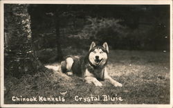 Cystal Bluie, Chinook Kennels Postcard