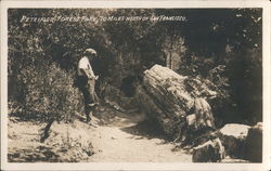 Petrified Forest Park Postcard
