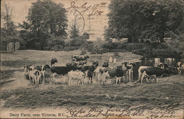 Dairy Farm Victoria BC Canada British Columbia