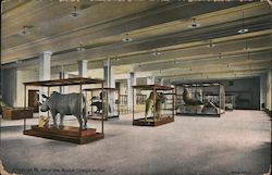 Interior View Museum, Carnegie Institute Postcard