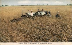 A typical wheat field in Kansas on the Missouri Pacific Postcard