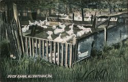 Duck Farm Postcard