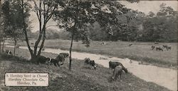 A Hershey Herd in Clover, Hershey Chocolate Co. Postcard