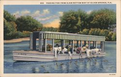 Feeding fish from glass bottom boat Silver Springs, FL Postcard Postcard Postcard