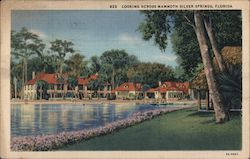 Looking Across Mammoth Silver Springs Ocala, FL Postcard Postcard Postcard