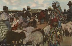 Animal Market Postcard