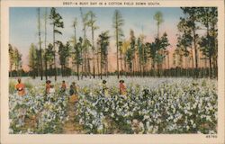 A Busy Day in a Cotton Field Down South Postcard