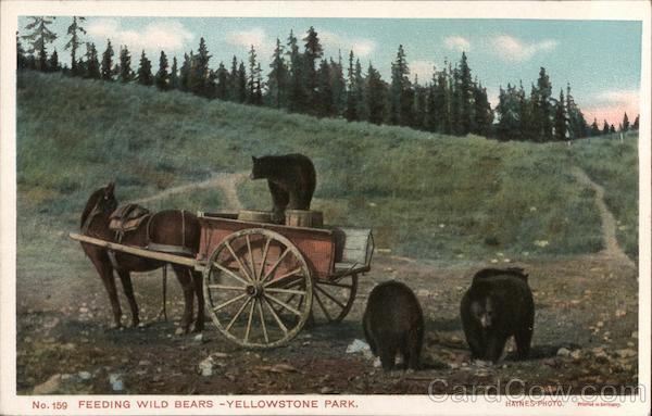 Feeding Wild Bears, Yellowstone Park HAYNES Yellowstone National Park