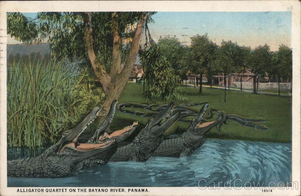 Alligator Quartet on the Bayano River Panama