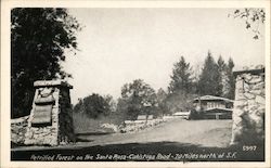 Petrified Forest on the Santa Rosa-Calistoga Road Postcard