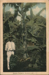 Banana Plantation Jamaica, British West Indies Caribbean Islands Postcard Postcard Postcard