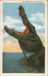I Am Yawning for You in Panama - Alligator Postcard Postcard Postcard