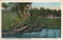 Alligator Quartet on the Bayano River Postcard