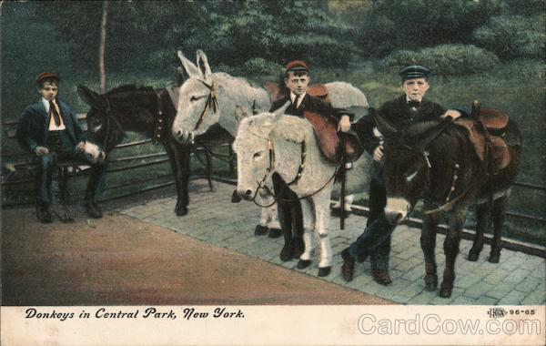 Donkeys in Central Park New York City