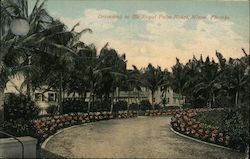 Driveway to the Royal Palm Hotel Postcard