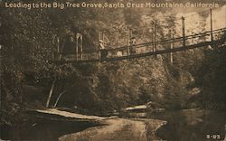 Leading to the Big Tree Grove, Santa Cruz Mountains Postcard