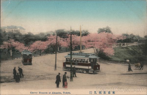 Cherry Blossom at Akasaka Park Tokyo Japan