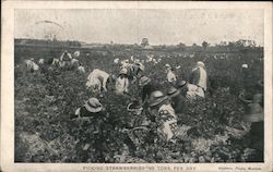 Picking Strawberries - 20 tons per day Postcard