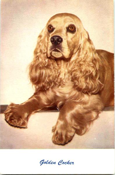 Golden Cocker Dogs