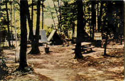 Boy Scouts Typical Pine Tree Camp Postcard