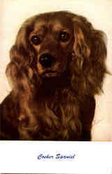 Cocker Spaniel Postcard