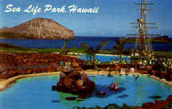 Leeward Isles Pool, Sea Life Park Postcard
