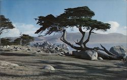 Monterey Cypress Postcard