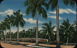 Sun View Apartments & Motel Postcard