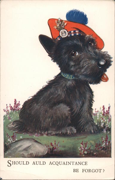 A Black Scottish Terrier with Hat Scottish Terriers
