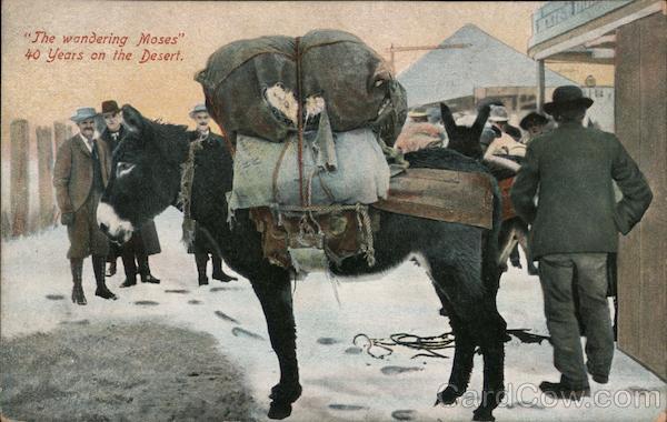 Donkey Packed For Travel Donkeys