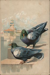 A Pair of Pigeons Birds Postcard Postcard Postcard