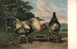 Turtle And Chickens Eating Out of Feed Dish Postcard